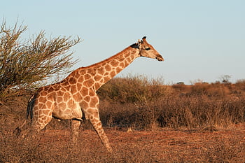 giraffe, animal, mammal, nature, wildlife, africa, steppe, savannah, wilderness