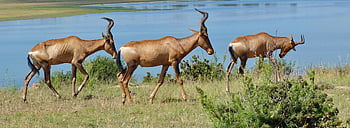 rosso più hartebeest, antilopi, Africa, Sud Africa, hartebeest, natura, mammifero, safari, corna, ritratto, animale