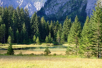 forest, mountains, nature, landscape