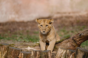 lion, cub, animal, mammal, big Cat, feline, predator, wild Animal, wildlife, jungle, nature