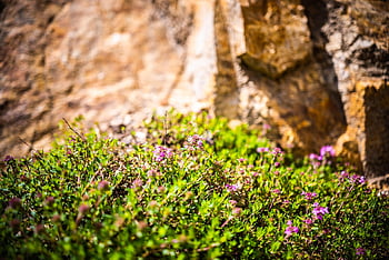 flowers, plants, leaves, beautiful Flowers, flower Wallpaper, mountain Flowers, bloom, flower Background, grass, nature, alpine