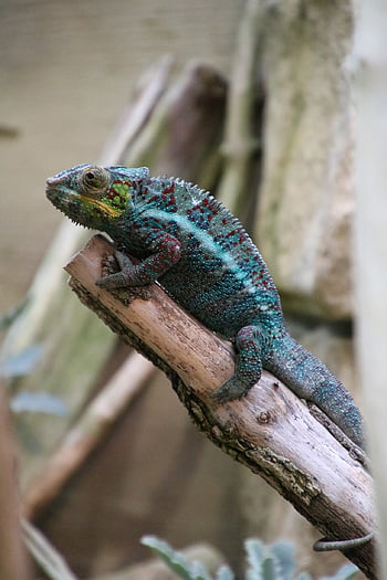 camäleon, ještěrka, plaz, exotický, váhy, zvíře, Příroda, chameleón