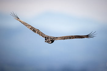 bird, flying, animal, feather, nature, wildlife, wing, flight, fly, isolated, blue