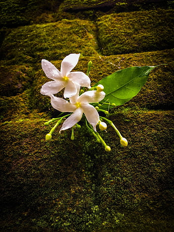 flower, jasmine, botany, bloom, blossom, growth, plant, grow, white Flowers, leaf, flowers