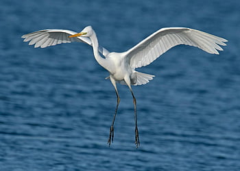 weißer Reiher, Silberreiher, fliegender Reiher, blaues Meer, ruhiges Wasser, Vogelfotografie, Nahaufnahmen, Tierfotografie, Naturszene, anmutiger Flug, Reiher im Flug