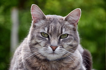 cat, grey, dome, kitten, feline, fur, portrait, head, mammals, kitty, mustaches