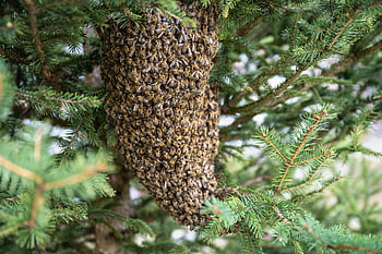 swarm Of Bees, bees, insects, honey Bees, beehive, honeybees, hive, hymenoptera, entomology, beekeeping, colony