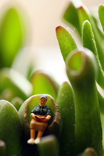 makro, postava, Příroda, miniaturní, malý, čtení, rostlina
