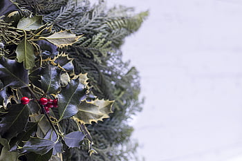 christmas, holly, background, seasonal, winter, green, berry, branch, decorative, berries, xmas