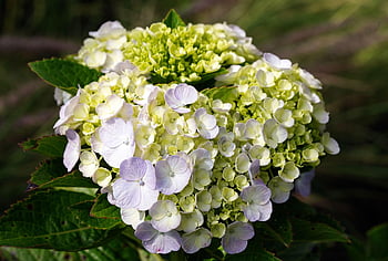 hydrangeas, beautiful Flowers, flowers, flower Wallpaper, garden, flower Background, petals, bloom, blossom, flora, plants