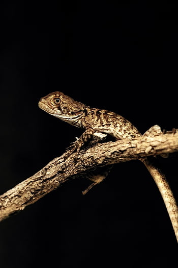 Tier, Natur, Eidechse, Reptil, Spezies, Fauna, Tierwelt, Waage, Meditation, Tiere