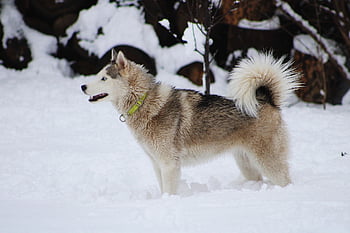 husky, dog, snow, pet, nature, animal, domestic Dog, sled Dog, breed, canine, mammal