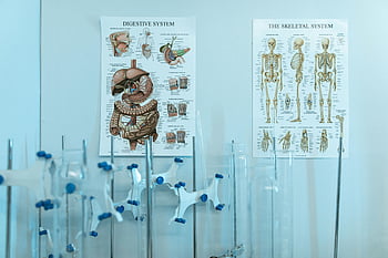 anatomie člověka, Zažívací ústrojí, kosterní systém, laboratorní přístroje, Barevné plakáty, lidské systémy, lékařské vzdělávání, Anatomické grafy, vědecká laboratoř, Vzdělávací plakáty, lékařské diagramy