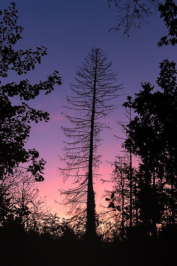 sunset, forest, nature, background, sundown, twilight, beautiful Wallpaper, dusk, iphone Wallpaper