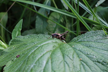 insect, locust, cricket, nature, macro, wildlife