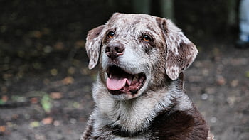 cane, animale domestico, canino, natura, animale, all'aperto, cucciolo