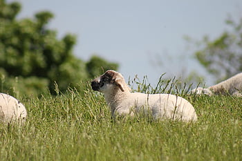 animal, sheep, pasture, herd, species, fauna, mammal, nature