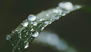 foglia verde, Guazza, filo d'erba, colpo di macro, freschezza, bellezza naturale, avvicinamento, gocce d'acqua, fotografia naturalistica, trama vegetale, rugiada del mattino