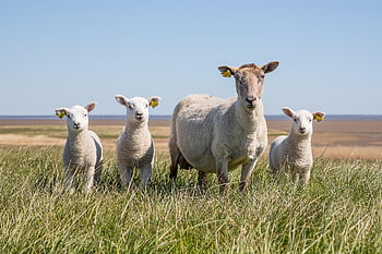 sheep, lamb, the Wadden Sea, national Park, west Coast, dyke, marsh, pets, wool, grass, nature