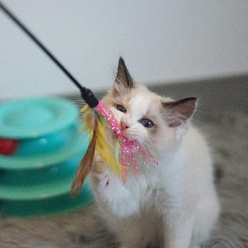 Ragdoll kitten, playing, colorful feather toy, indoors, adorable, cat toy, pet play, fluffy cat, cute kitten, indoor play, playful cat