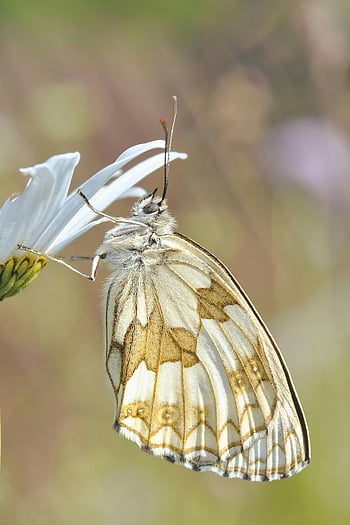 Hvid og brun sommerfugl, hvid blomst, makrofotografering, sløret baggrund, smuk sommerfugl, Liggende sommerfugl, naturfotografering, blomsterfotografi, insektfotografering, udendørs fotografering, nærbillede fotografering