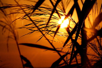 gylden time, græsblade, solnedgang silhuet, varm glød, aften sol, naturfotografering, udendørs scene, naturligt lys, gyldent lys, solnedgang fotografering, græs silhuet