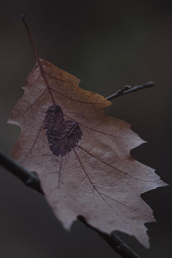πτώση, φύλλα, φθινόπωρο, ξεραμένα φύλλα, φύλλωμα, φύση