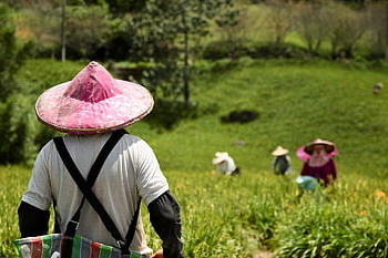 jordbrukare, lantbruk, fält, arbete, taiwan