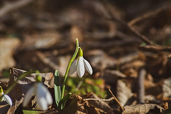 λευκόιο, λουλούδι, φυτό, άνοιξη, galanthus, galanthus nivalis, λευκό λουλούδι, πέταλα, ανθίζω, φόντο λουλουδιών, κήπος