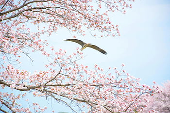 Reiher fliegen, Kirschblüten, Frühling Japan, blauer Himmel, blühende Kirschblüten, Reiher im Flug, Frühling, Naturfotografie, Tierfotografie, Kirschblütenzeit, Frühlingslandschaft