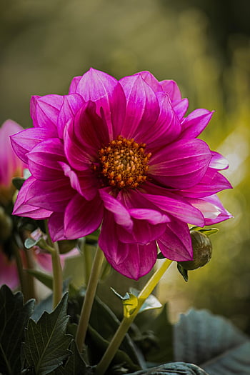 dahlia, flower, plant, flower Wallpaper, petals, bloom, blossom, nature, flora, flower Background, vegetable
