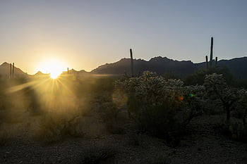 saguaro, deserto, Sonora, Arizona, Tucson, cactus, sud-ovest, paesaggio, Stati Uniti d'America, natura, tramonto