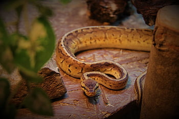 animal, ligne, reptile, python, la nature, macro, python royal, terrarium, fermer, terraristik