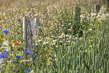 plotu post, pšenice, květinové proužky, květinová louka, plot, dřevěná tyč, Příroda, dřevěné sloupky, chrpy, sedmikrásky, dřevo