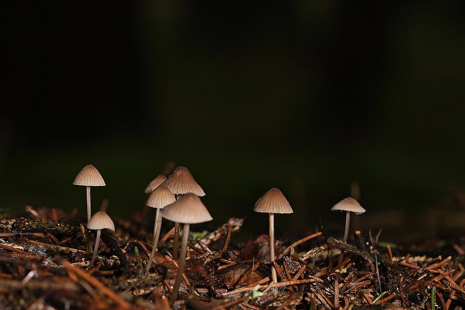 houby, Přilby, malé houby, lesní podlaha, zimní, Příroda, zblízka