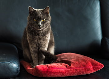 cat, pet, pillow, sofa, animal, domestic Cat, feline, mammal, house Cat, tomcat, nature