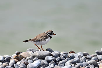 pták, kulík, brodivý pták, ornitologie, Severní moře, Příroda, kroužkovaný plover