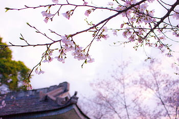 Cherry Blossom Tree, delicate cherry blossom, traditional Japanese roof, spring, cherry blossom branch, Japanese architecture, springtime, floral, nature, pink flowers, cultural landscape