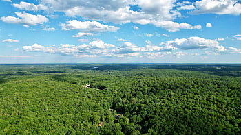 forest, aerial, view, tree, green, wood, landscape, scenic, nature, background, beautiful