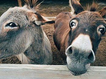 brown and grey donkey, closeup photography, cute donkeys, farm animals, curious expressions, donkey close-up, two donkeys, farm photography, animal photography, donkey faces, farm life