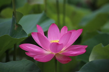 lotus, květ, květinové tapety, rostlina, okvětní lístky, leknín, krásné květiny, kvetoucí, květinové pozadí, vodní rostliny, flóra