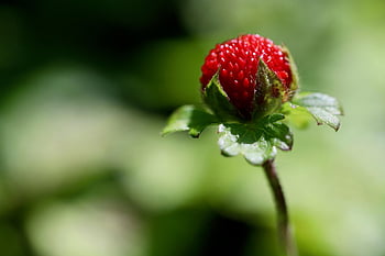 wild Strawberry, wild Strawberries, fragaria Vesca, red Fruits, ground Cover, red Berry, berry, alpine Strawberry, carpathian Strawberry, nature, close Up