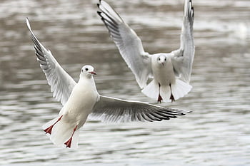 seagulls, birds, flying, wings, flight, animals, sea Birds, feathers, plumage, beak, bill