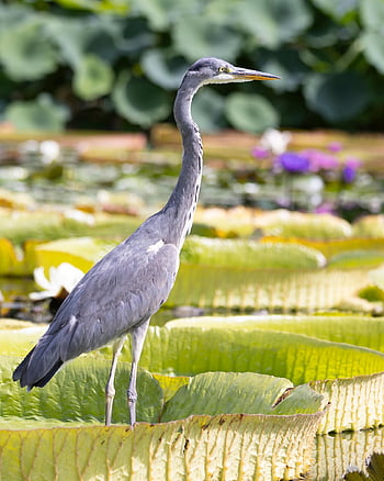 heron, grey Heron, lilypads, pond, bird, water Bird, nature, animal