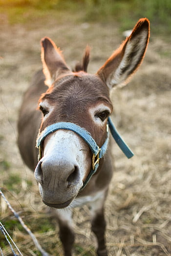 brown donkey, adorable donkey, rural pasture, warm sunset, close-up donkey, cute donkey, donkey enclosure, ranch donkey, donkey face, donkey bridle, rural scene
