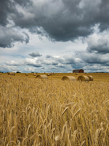 crops, field, rural, farm, agriculture, wheat, farming, crop, nature, countryside, grain