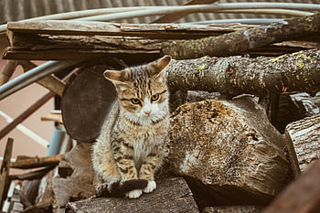 cat, feline, fluffy, fur, adorable, kitten, kitty, colourful, companion, curious, cute