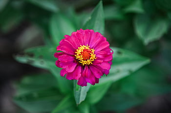 pink zinnia flower, vibrant pink, lush green leaves, close-up photography, selective focus, nature's beauty, zinnia bloom, floral photography, garden flowers, pink petals, green foliage
