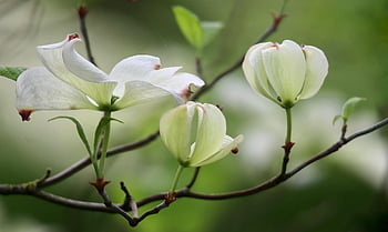 dogwood, cornus Florida, flower Dogwood, white Flowers, blossom, bloom, petals, shrub, nature