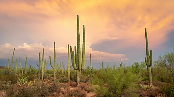 Saguaro cacti, vibrant sunset, Sonoran Desert, Arizona, green cactus, brown soil, desert landscape, cactus silhouette, desert plants, desert scenery, sunset sky
